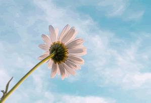 连续使用一段时间后再看白虎视频免费观看：从打开到使用顺手所经历的全过程